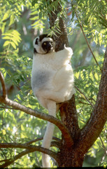 Verreaux’s sifaka clinging to a tree 