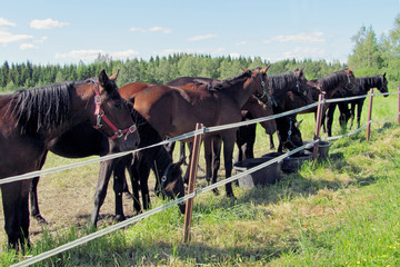 Fototapeta na wymiar Horses on pasture. Herd of yearling colts.