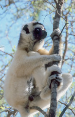 Verreaux’s sifaka clinging to a tree 