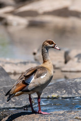 An Egyptian goose standing on a boulder inside the creek in Masai Mara National Park during a wildlife safari