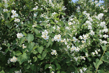 Flowering branch of Philadelphus (Mock orange) 