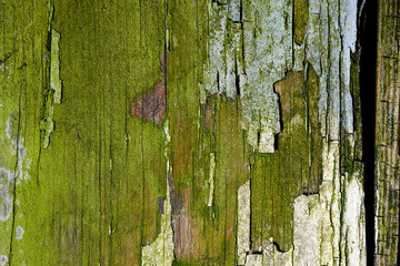 Green Wooden Moss Texture Background