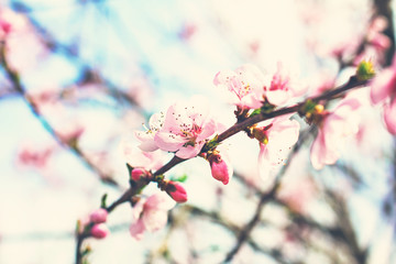 pink flowers on a twig of a flowering tree spring background.