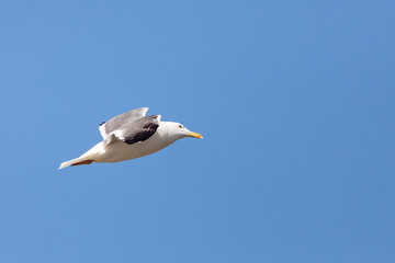 Fototapeta na wymiar European Herring gull flying in a blue sky in Saudi Arabia Jeddah.
