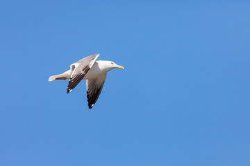 Fototapeta na wymiar European Herring gull flying in a blue sky in Saudi Arabia Jeddah.