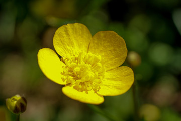 Closeup on a yellow buttercup blossom in bright sunlight in front of blurry background