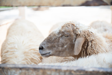Naklejka premium Sheep in nature on meadow.