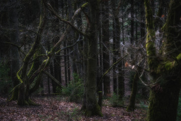 Obraz premium Crooked Trees