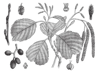 Black Alder (Alnus glutinosa) / vintage illustration from Meyers Konversations-Lexikon 1897 