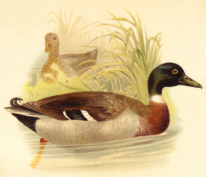 Mallard Duck (Anas boschas) / vintage illustration from Meyers Konversations-Lexikon 1897 