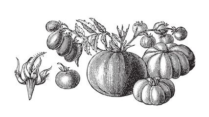 Set of tomatoes (Lycopersicum esculentum) - vegetable / vintage illustration from Meyers Konversations-Lexikon 1897