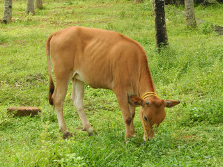 Naklejka na ściany i meble Small size Indian cow, Kochi, Kerala