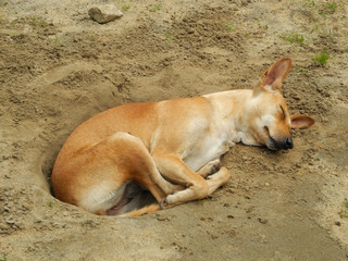 Sleeping dog in the sand, Kochi, Kerala