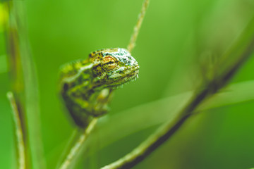 Chameleon sitting on twig