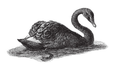 Black Swan (Cygnus atratus) / vintage illustration from Meyers Konversations-Lexikon 1897 