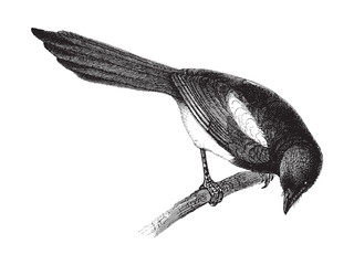 European Magpie (Pica caudata) / vintage illustration from Meyers Konversations-Lexikon 1897