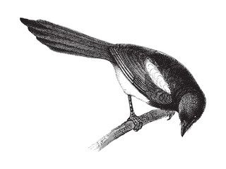 Obraz premium European Magpie (Pica caudata) / vintage illustration from Meyers Konversations-Lexikon 1897
