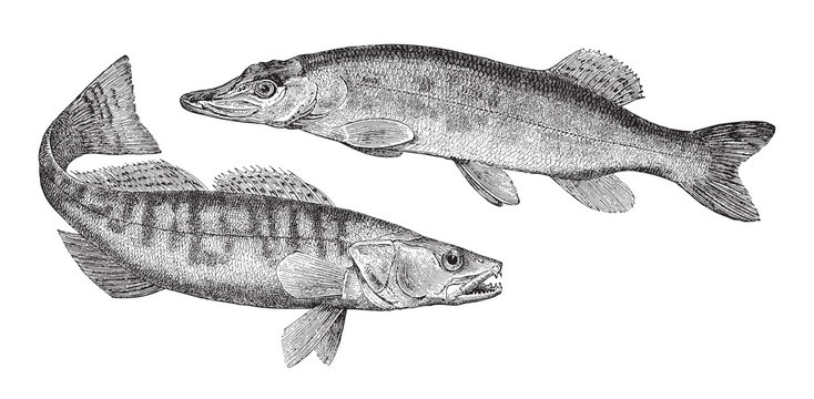 Northern pike (Esox lucius) left and Zander (Lucioperca sandra) right / vintage illustration from Meyers Konversations-Lexikon 1897