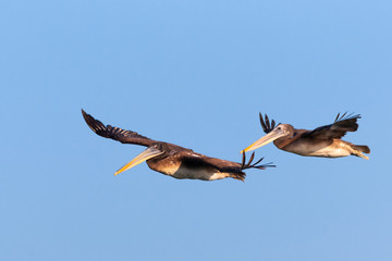 Fototapeta premium 2 brown pelicans in flight