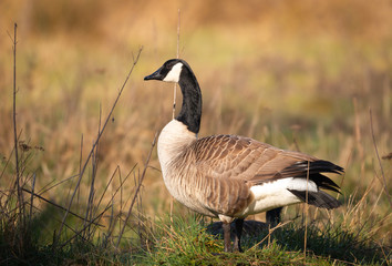 Greater canada goose in a field