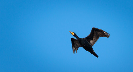 Cormorant in flight in a blue sky