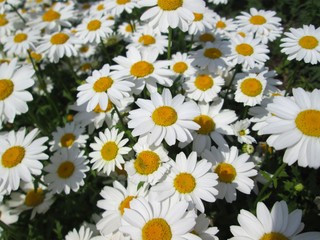 Fototapeta premium 花