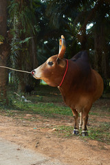 A rope pulling a beautiful cow near the tree