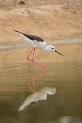 Black-winged stilt / Himantopus himantopus