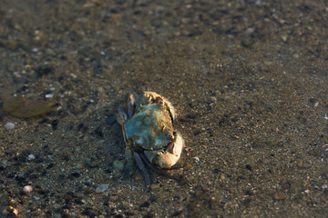 A small crab on the beach and sunlight