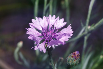 flower of cornflower, violet Centaurea in garden, selective focus