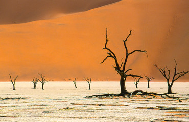 Fototapeta na wymiar dead trees in Dead Vlei in the red dunes of Namib desert