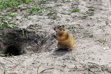 Gopher near his hole