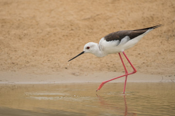 Black-winged stilt / Himantopus himantopus