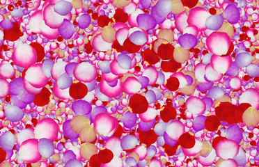 Obraz na płótnie Canvas Purple, Red and White Rose Petal Background