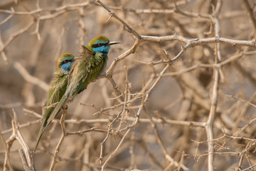 Green bee-eater / Merops orientalis