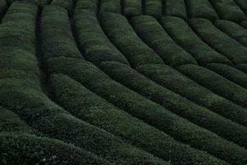 green tea garden.Rize Turkey