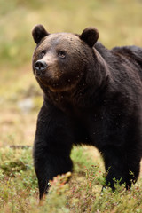 Close up of adult European brown bear in forest