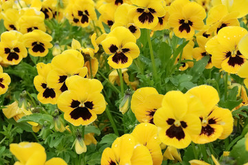 Bright yellow pansy a in the flowerbed.