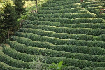 green tea garden.Rize Turkey