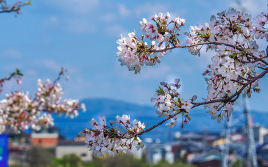Cherry Blossom and mountain