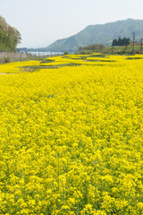 Obraz premium 菜の花畑