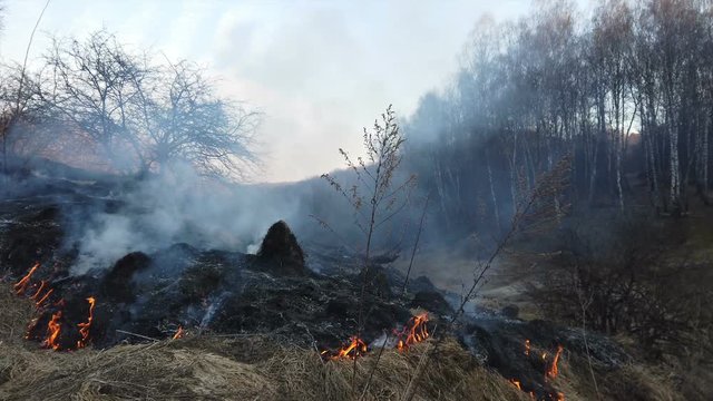 Fire in field. Burning dry grass after winter