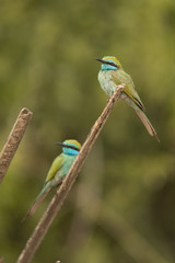 Green bee-eater / Merops orientalis