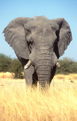Fototapeta na wymiar big elephant from the front, close