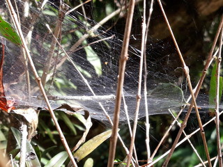 Spider web