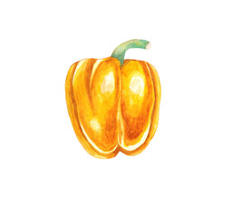 watercolor  pepper on a white background 