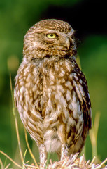 little owl warms up in the early morning sun, closeup 