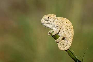 chameleon on a branch