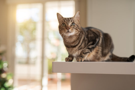 Beautiful short hair cat lying on white table at home