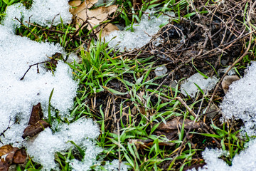 Green fine grass after frost, dirt, wet ground, cold stones in winter and the remains of white snow. Natural background and texture. Spring, ice thawing.